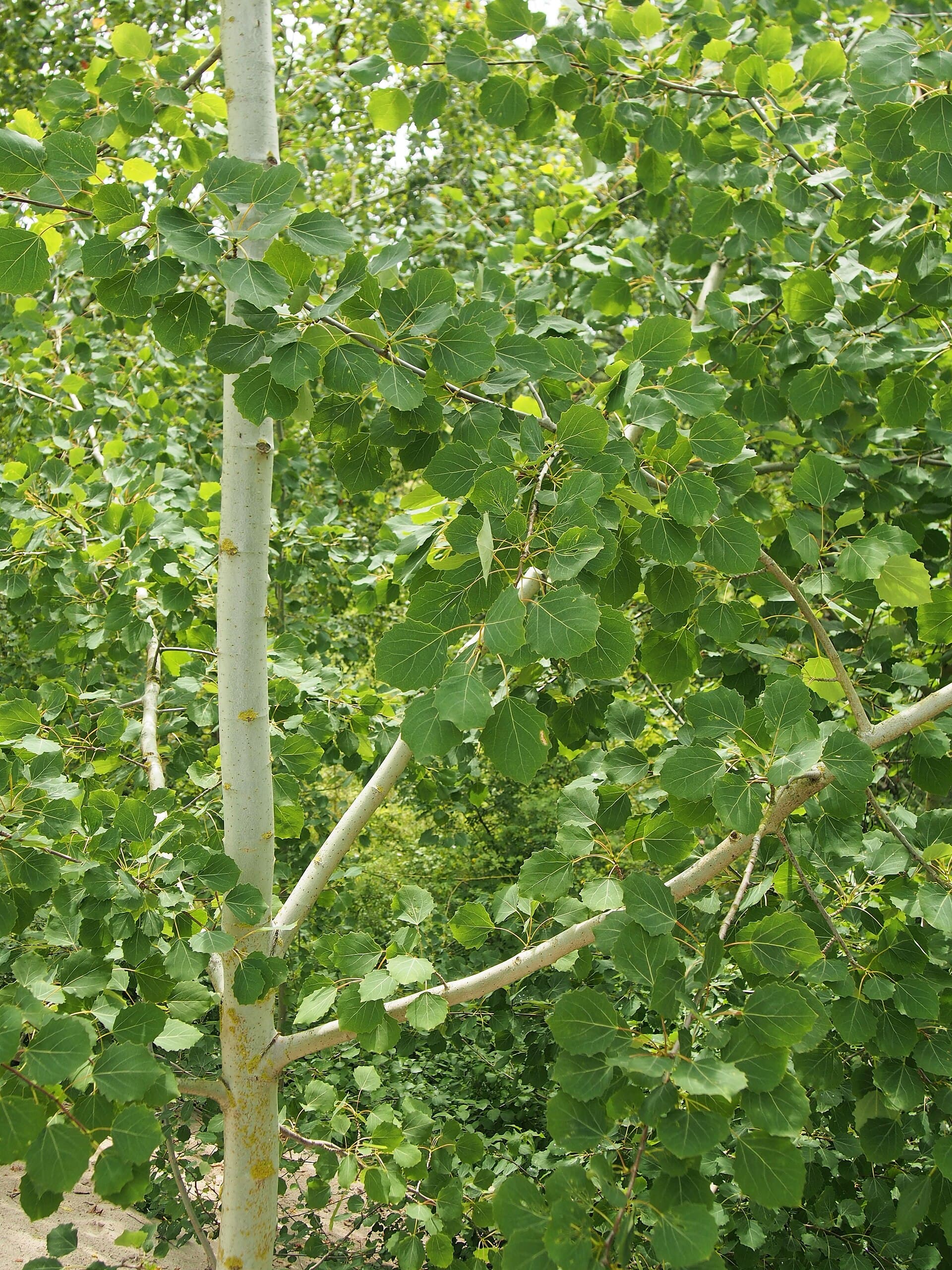 Aspen (Osika)