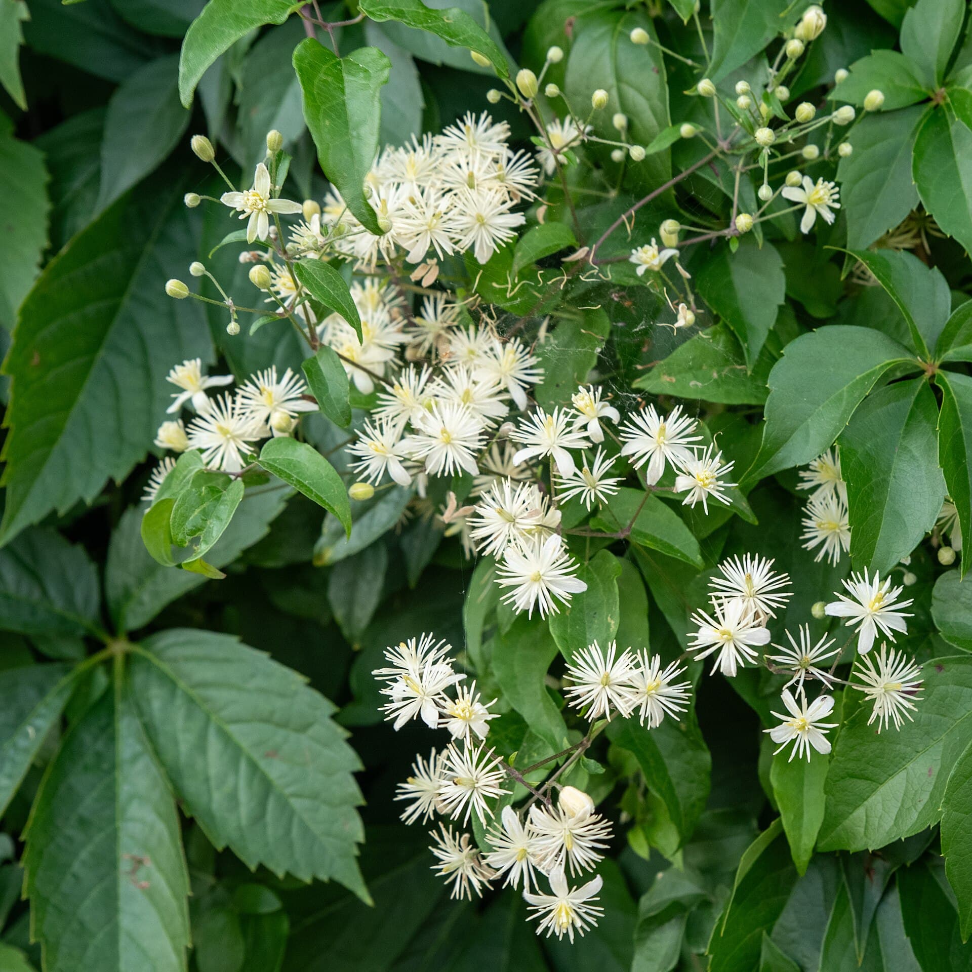 Clematis (Powojnik)
