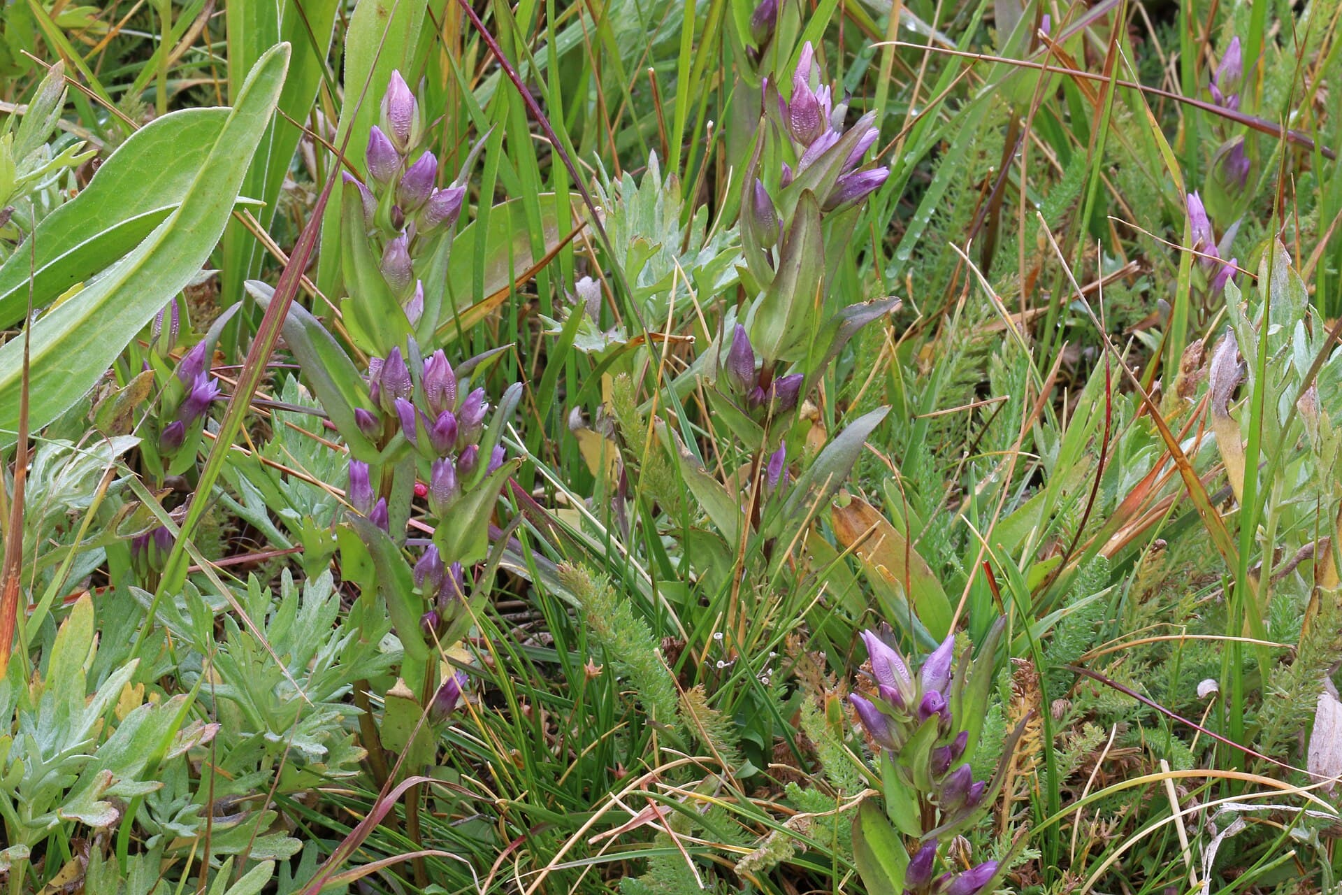 Gentian (Goryczka)