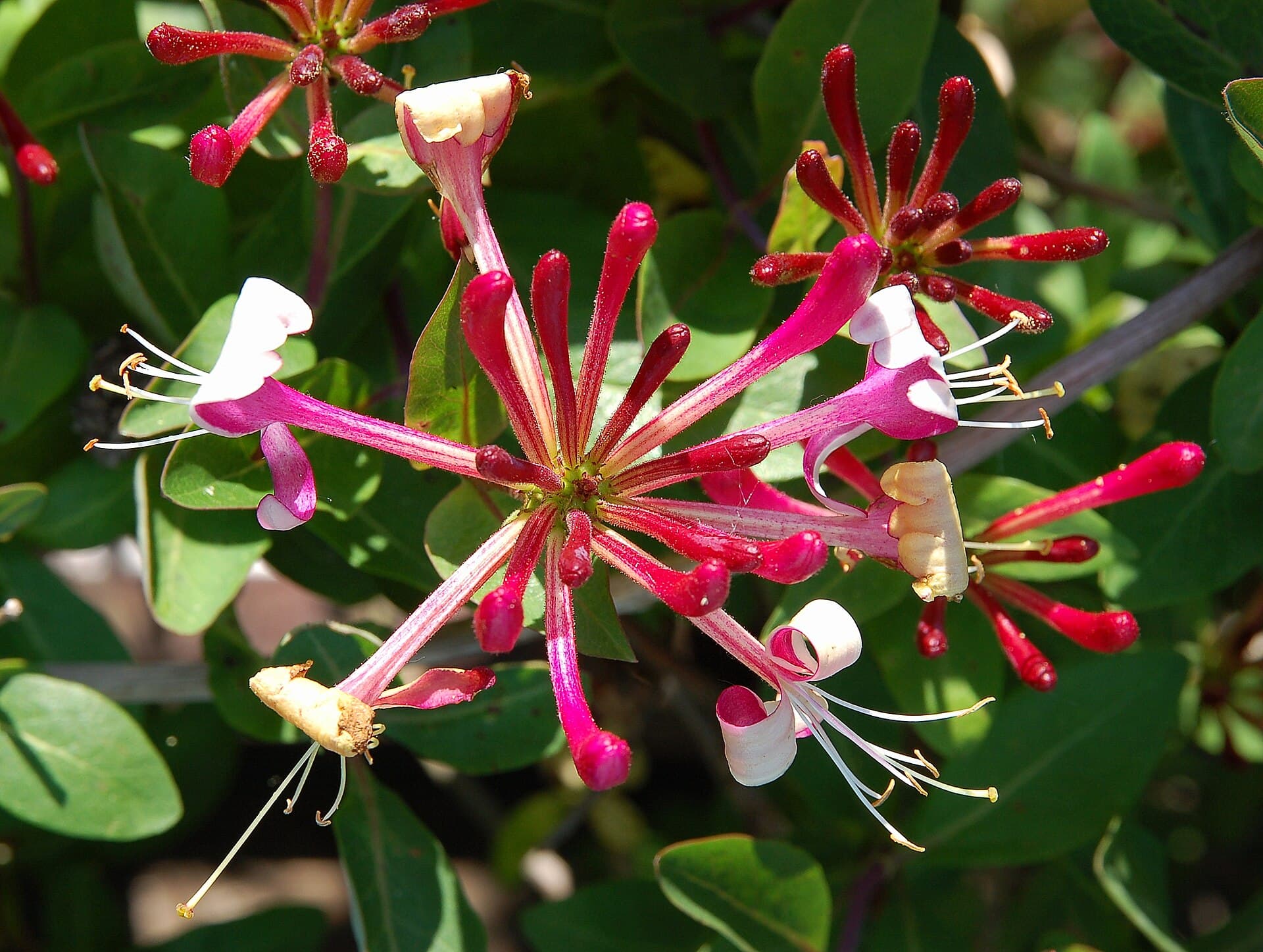 Honeysuckle (Wiciokrzew)