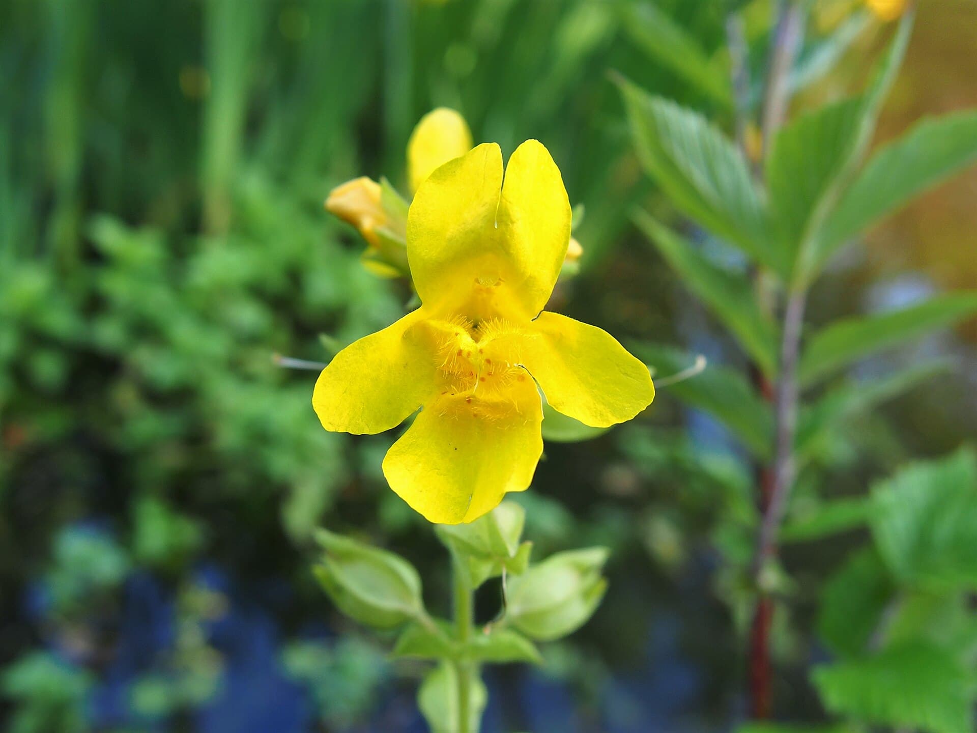 Mimulus (Kroplik żółty)
