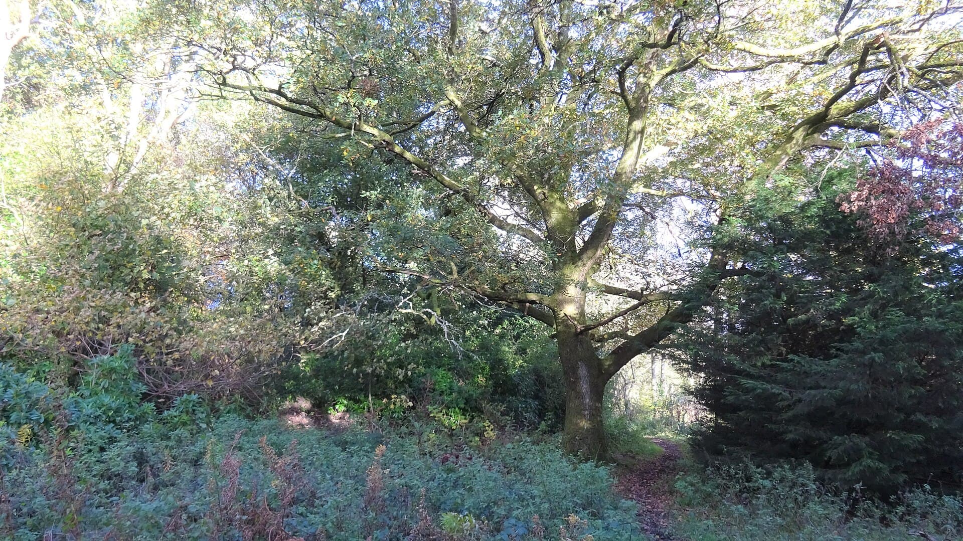 Oak (Dąb)