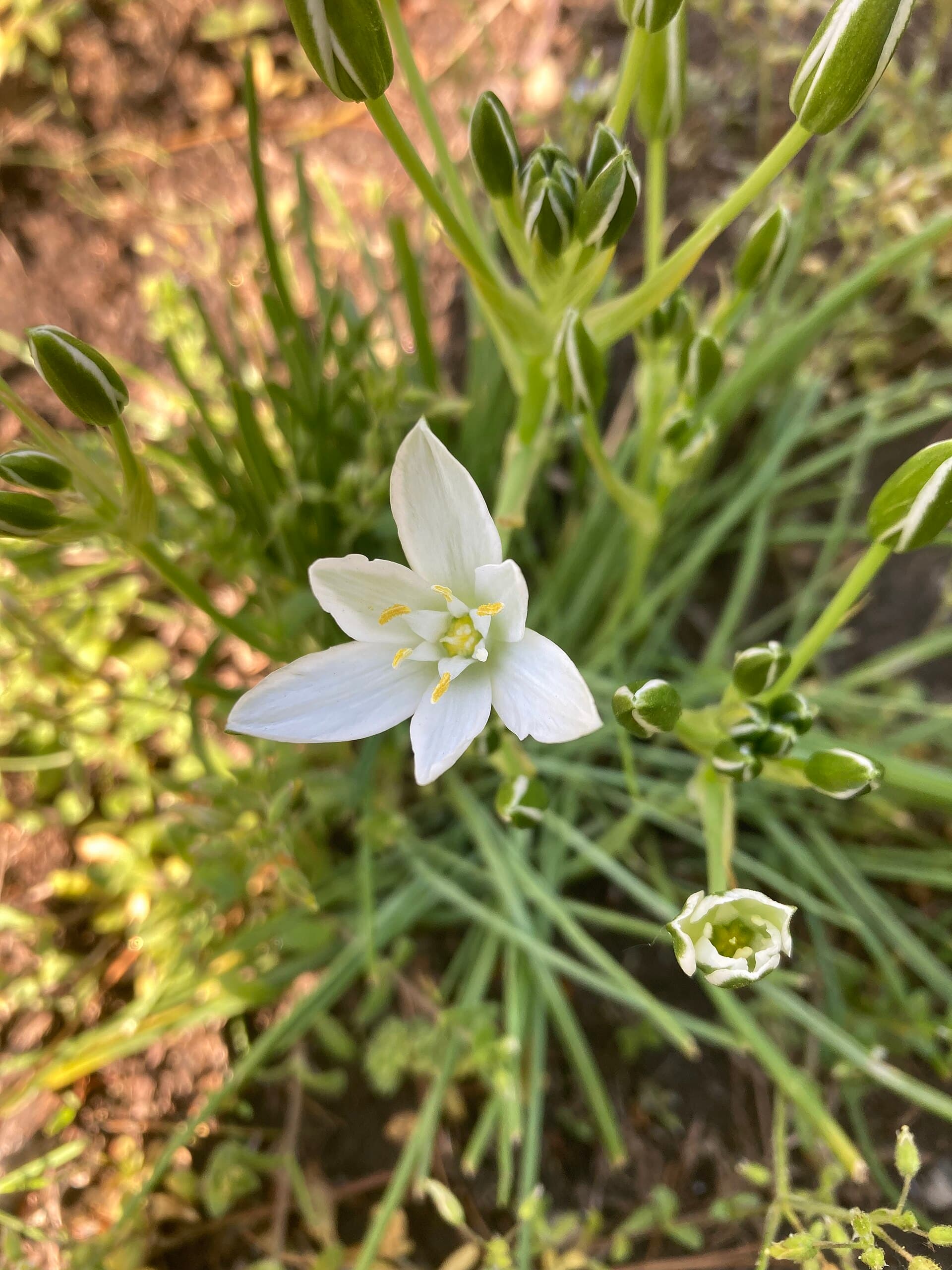 Star of Bethlehem (Śniedek baldaszkowaty)