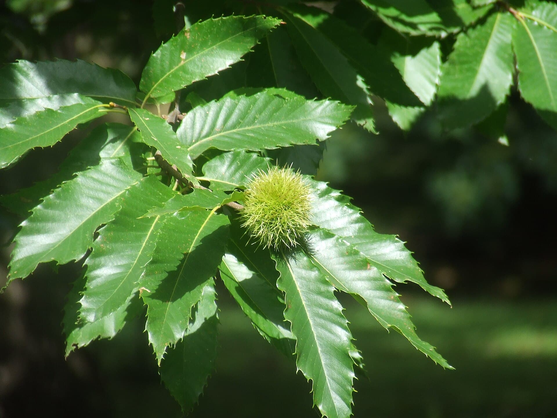 Sweet Chestnut (Kasztan jadalny)