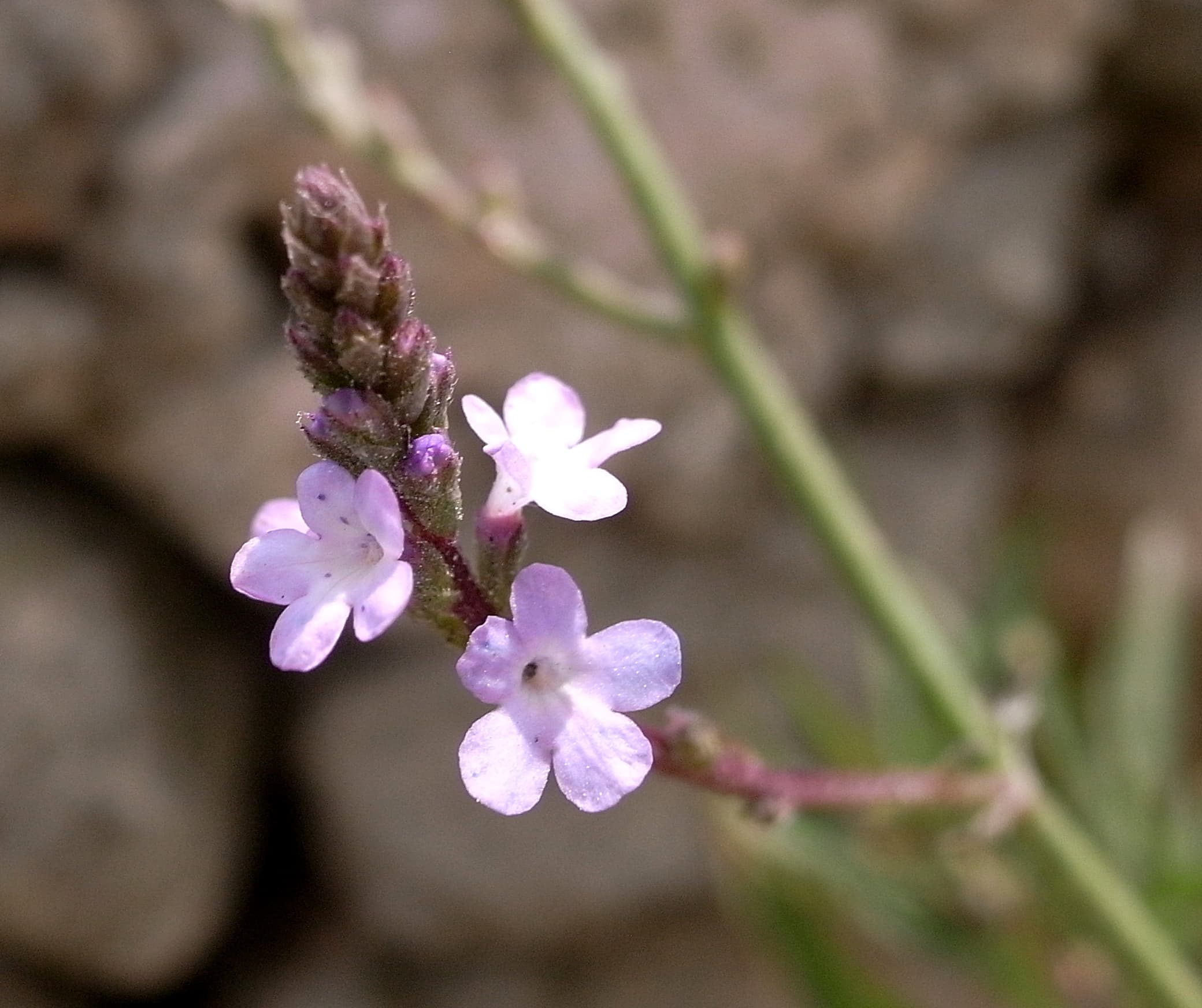 Vervain (Werbena)