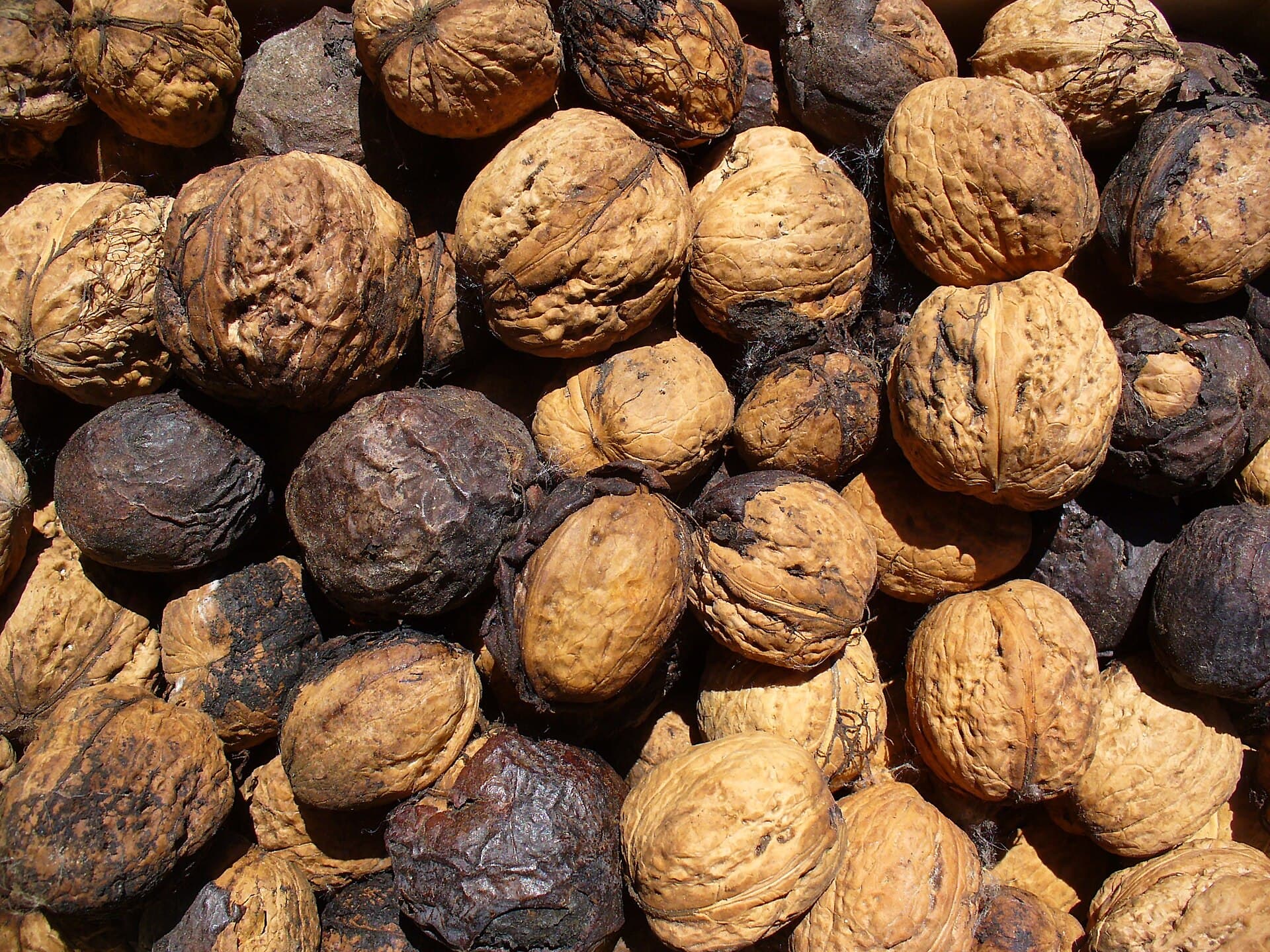 Walnut (Orzech włoski)