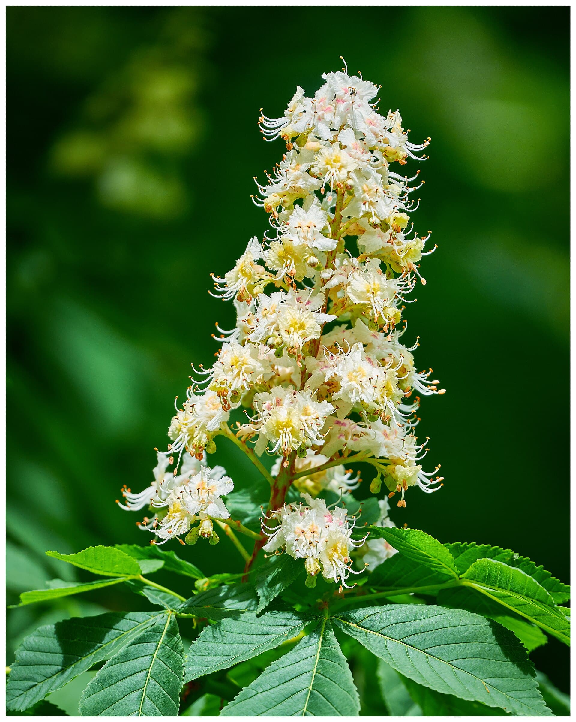 White Chestnut (Kasztanowiec biały)