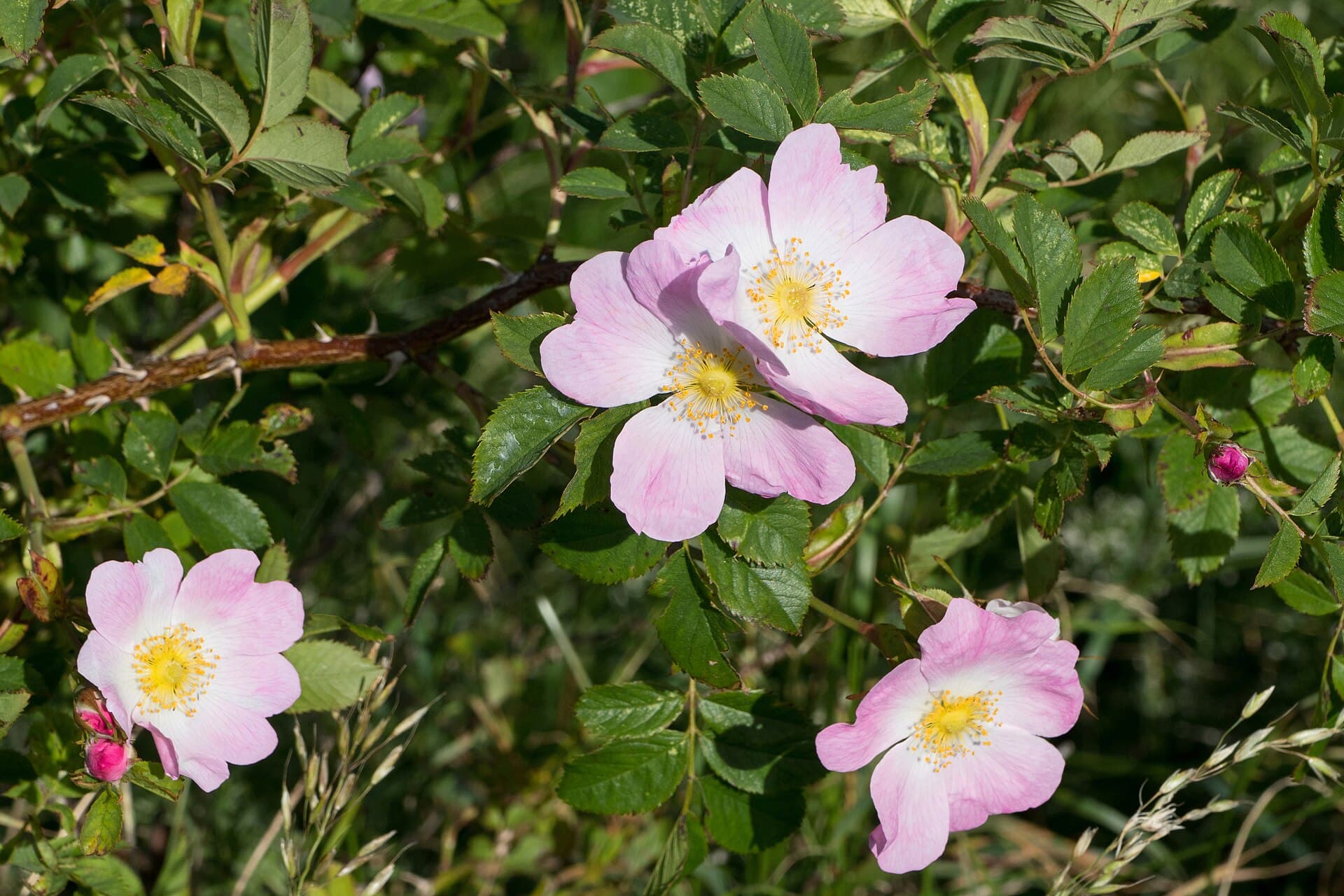 Wild Rose (Dzika róża)